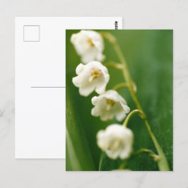 Weiße Lilie des Tals (Convallaria majalis) Postkarte