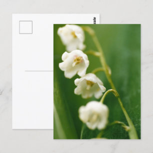 Weiße Lilie des Tals (Convallaria majalis) Postkarte