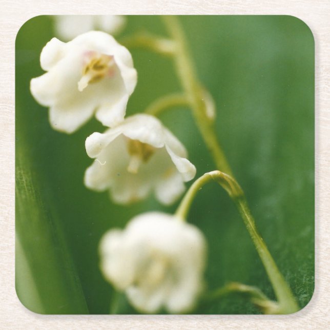 Weiße Lilie des Tals (Convallaria majalis) Rechteckiger Pappuntersetzer (Vorderseite)