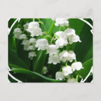 Weiße Lilie des Tals Postkarte