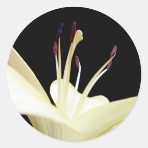 Weiße Lilien-Blumen-Lilien-Blumen-Foto Runder Aufkleber