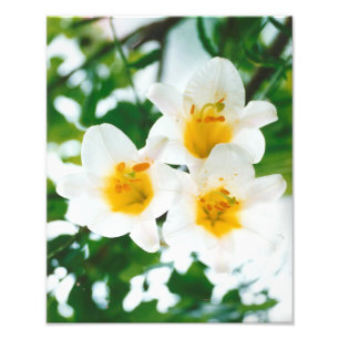 Weiße Lilien - Lilium candidum Fotodruck