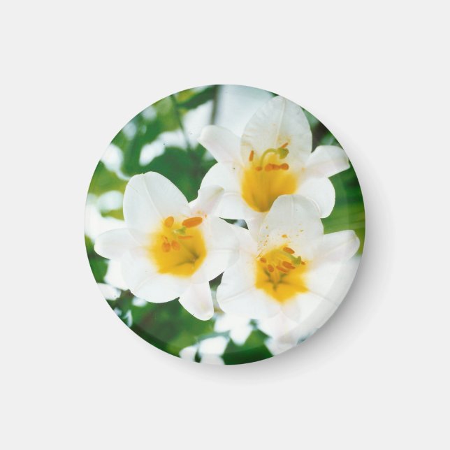 Weiße Lilien - Symbol der Liebe Magnet (Vorne)