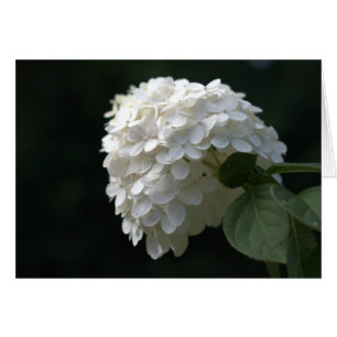 Weiße Limone Hydrangea-Blank im Inneren