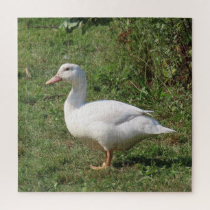 weiße Linsen, Enten auf der Wiese, gesund essen