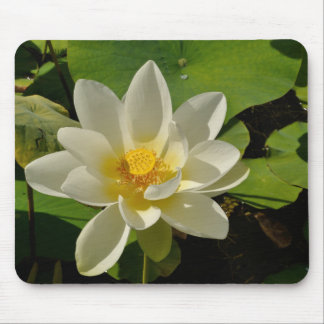 Weiße Lotus-Blume im Teich Mousepad