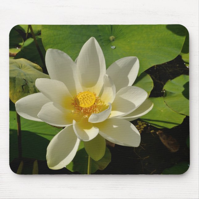 Weiße Lotus-Blume im Teich Mousepad (Vorne)