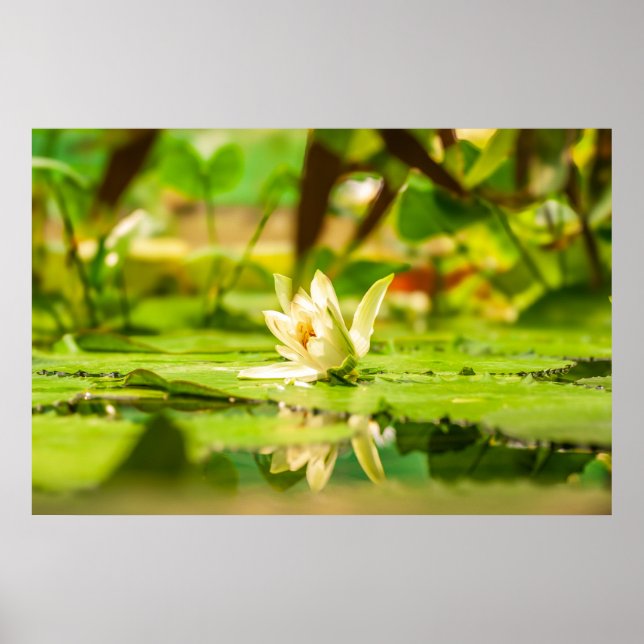Weiße Lotus-Wassergartenposter Poster (Vorne)