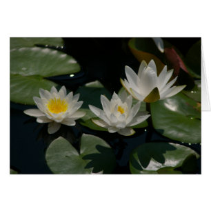 Weiße Lotus-Wasserlilie
