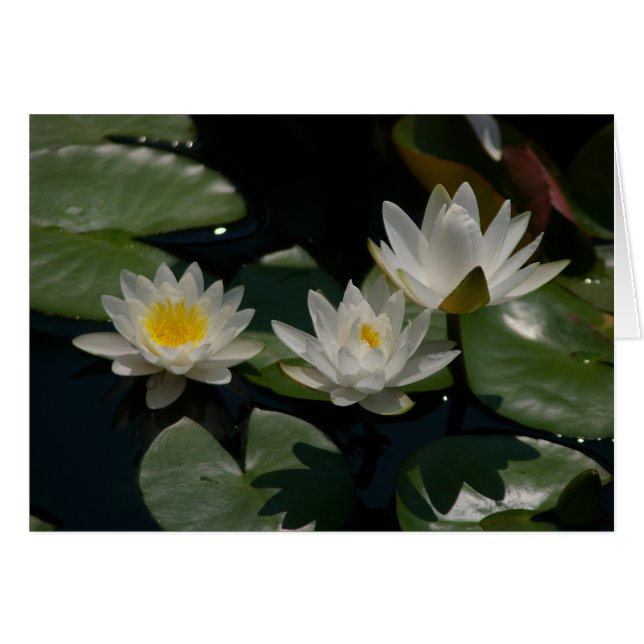 Weiße Lotus-Wasserlilie (Vorderseite (Horizontal))