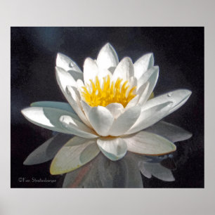 WEIßE LOTUSBLÜTE UND REFLEXION POSTER
