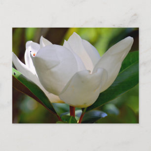Weiße Magnolia-Blume blüht Postkarte
