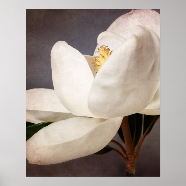 Weiße Magnolia Blume Blumenstrauß Blume Grau Poster (Vorne)