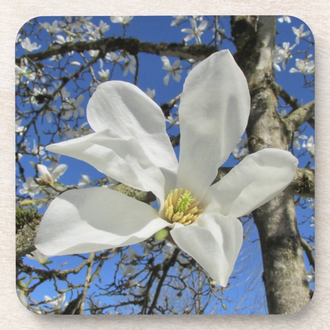 Weiße Magnolia-Blume in Bäumen. Getränkeuntersetzer (Vorderseite)