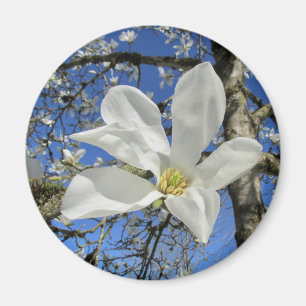 Weiße Magnolia-Blume in Bäumen. Magnet