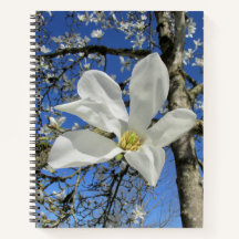 Weiße Magnolia-Blume in Bäumen.