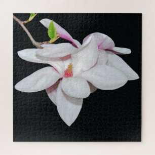 Weiße Magnolie