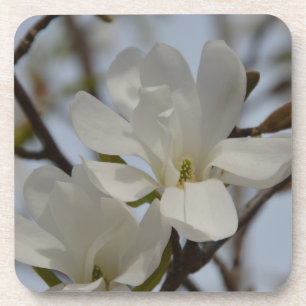 Weiße Magnolie Blühen im Frühling Getränkeuntersetzer