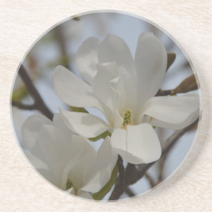 Weiße Magnolie Blühen im Frühling Sandstein Untersetzer