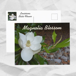 Weisse Magnolie Louisiana Staatsblume Fotografie Postkarte