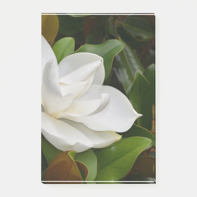 Weiße Magnolie Post-it Klebezettel (Vorderseite)