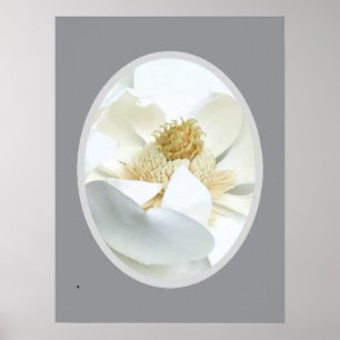 Weiße Magnolie Poster