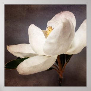 Weiße Magnolien-Baum-Blumen-BlumenBlumen grau Poster