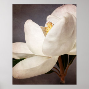 Weiße Magnolien-Baum-Blumen-BlumenBlumen grau Poster