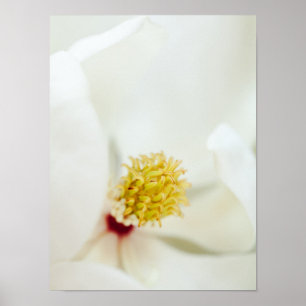Weiße Magnolien-Blumen-Magnolien-BlumenBlumen Poster