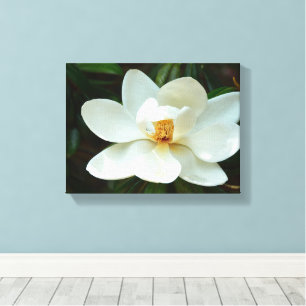 Weiße Magnolienblüte Leinwanddruck