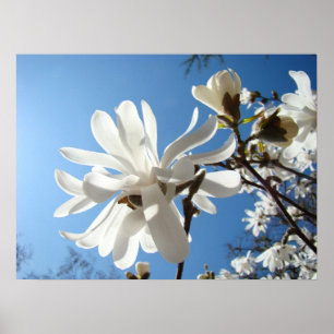 Weiße Magnolienblüten Frühling Fine Art Drucke