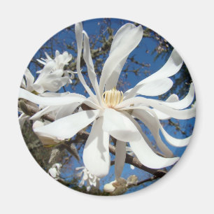 Weiße Magnolienblüten-Magnete Baumblüten Magnet