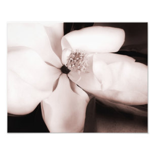 Weiße Magnolische Blume Schwarzer Hintergrund Abst Fotodruck