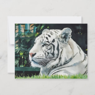 Weiße Majestät - Die Erhaltung der Wildtiere Postkarte