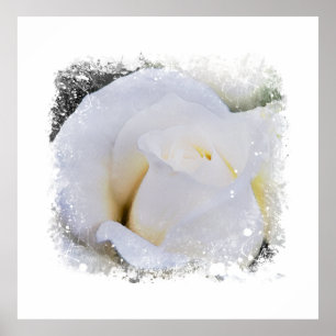*~* Weiße Makro-Rose Florale Künstlerische AR8  Dr Poster