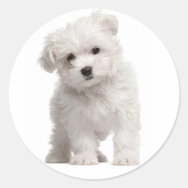 Weiße maltesische Hundeklemme / Etikett Runder Aufkleber (Vorderseite)