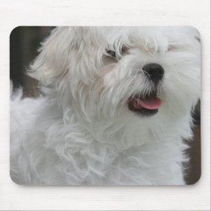 Weiße maltesische Welpen-Mausunterlage Mousepad