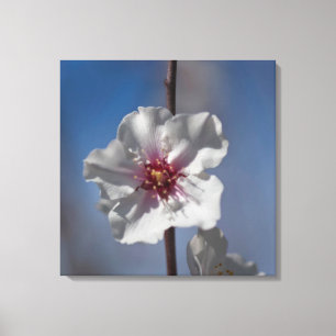 Weiße Mandelblüte Blume Botanische Fotografie Leinwanddruck
