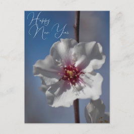 Weiße Mandelblüte Blume Botanische Fotografie Postkarte