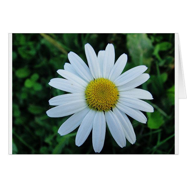 Weisse Margerite (Vorderseite (Horizontal))