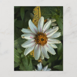 Weiße Margerite mit rosa Akzenten in Nahaufnahme Postkarte