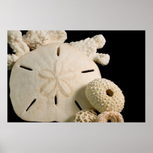 Weiße Meeresmuscheln und Sand-Dollar Poster