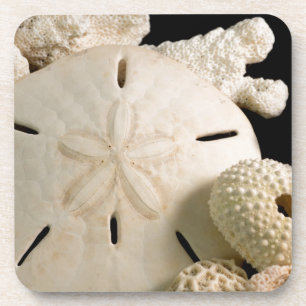 Weiße Meeresmuscheln und Sand-Dollar Untersetzer
