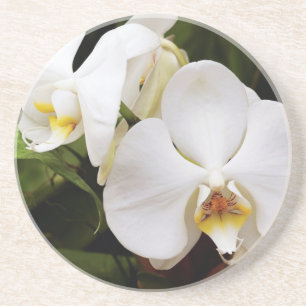 Weiße Mond-Orchidee (Phalaenopsis Aphrodite) Getränkeuntersetzer