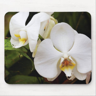 Weiße Mond-Orchidee (Phalaenopsis Aphrodite) Mousepad