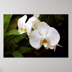 Weiße Mond-Orchidee (Phalaenopsis Aphrodite) Poster