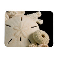 Weiße Muscheln und Sand Dollar