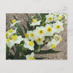 Weiße Narzissen Blume Postkarte