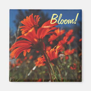 Weiße Orangen Gänseblümchen Blumen blühen Magnet