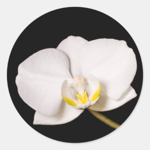 Weiße Orchidee auf schwarz Runder Aufkleber